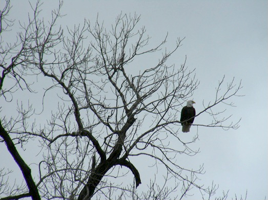 eagle